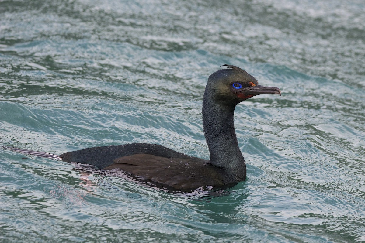 image Stewart Island Shag (Otago)